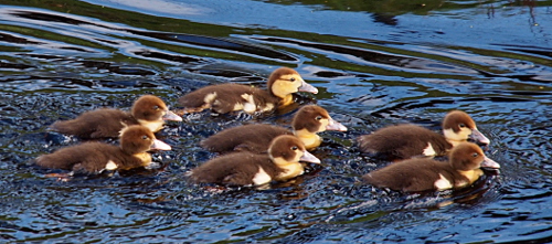 [Seven ducklings are swimming from left to right in very blue water. One duckling has a mostly yellow face with a thin brown stripe across it. All the other ducklings have mostly brown heads. The duckling with the stripe is the one with yellow dots on its back.]